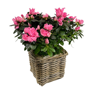 Pink Azalea in Square Rattan Basket