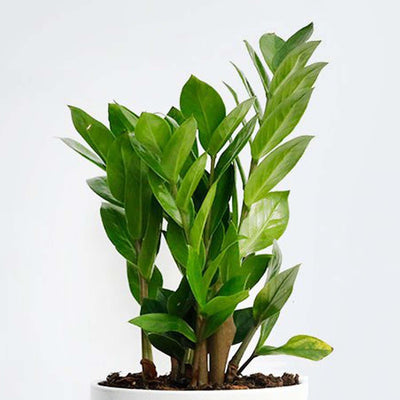 Zamioculcas zamiifolia - ZZ Plant - 12"