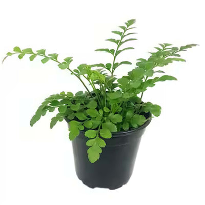 Fern 'Austral Gem' - 4"