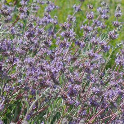 Salvia 'Bee's Bliss'