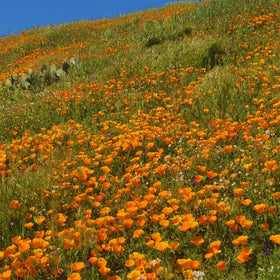 California Native Plants – Roger's Gardens