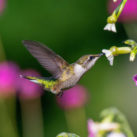 Create A Hummingbird Garden With Plants & More – Roger's Gardens