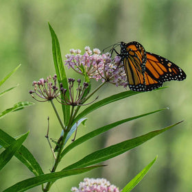 Monarch Butterfly Endangered? – Roger's Gardens