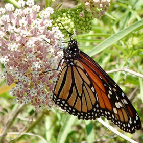 Milkweeds for Monarchs – Roger's Gardens