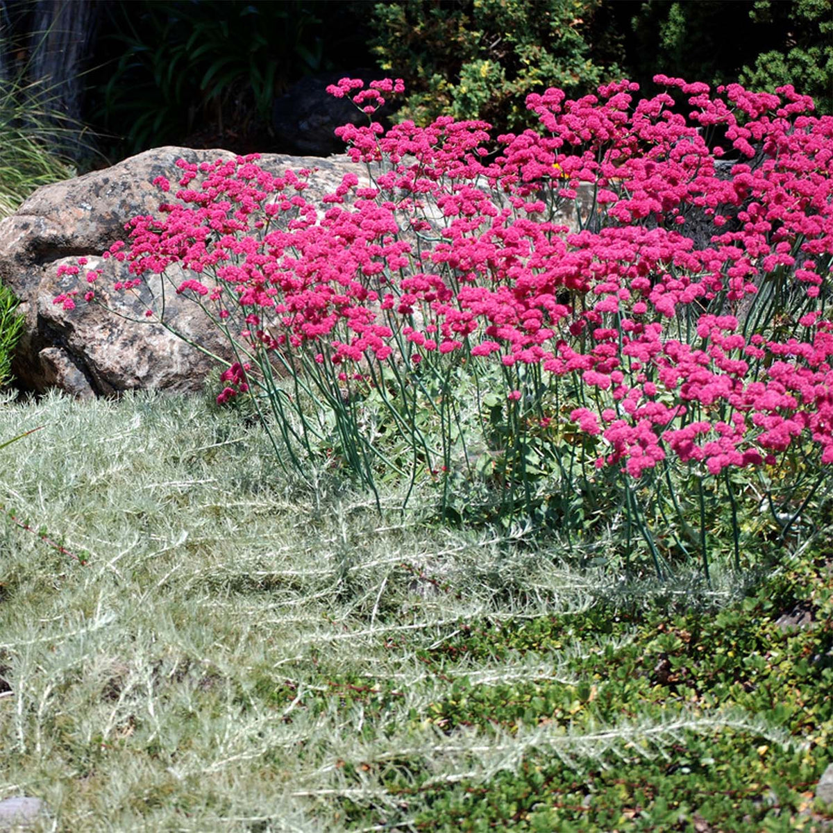 Achillea millefolium 'Island Pink'-pink yarrow - Matilija Nursery