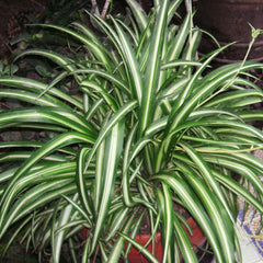 Indoor Plants – Roger's Gardens