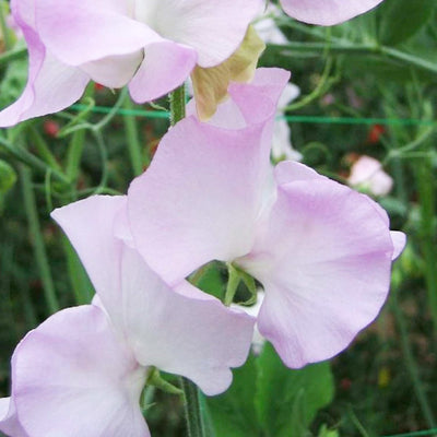 Sunshine Opal Seeds