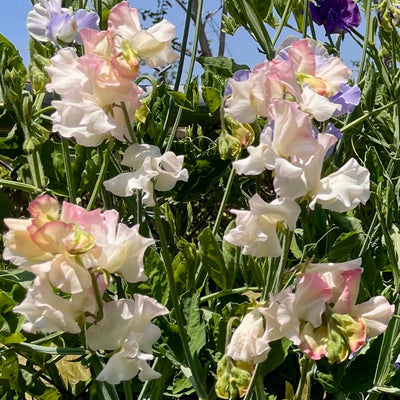 Bailey's Cream and Pink Seeds