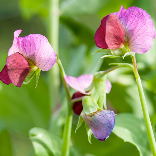 Sweet Peas – Roger's Gardens