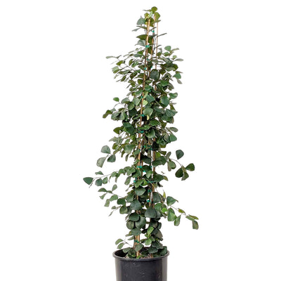 Ficus triangularis 3' - 10" POT