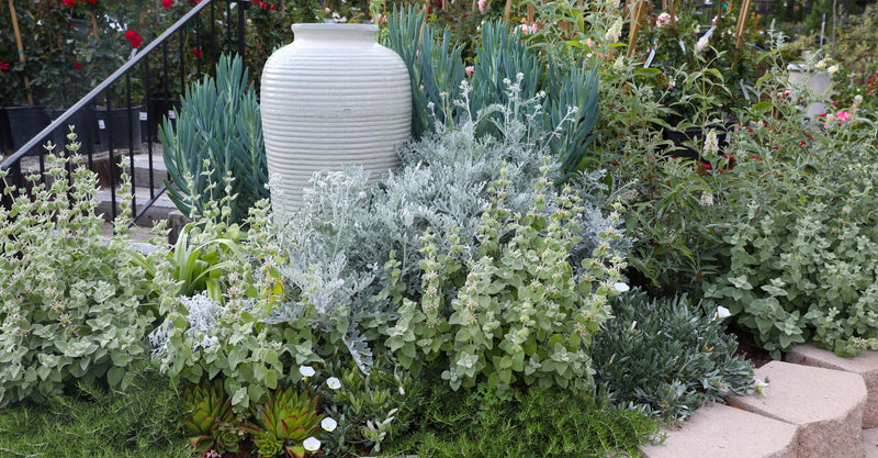 California Friendly Drought Tolerant Landscaping – Roger's Gardens