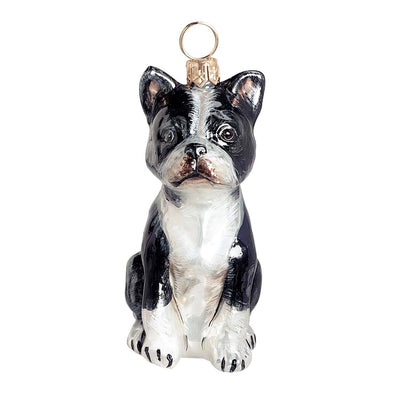 Boston Terrier