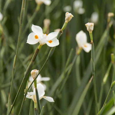 Dietes X 'Nola Alba'® PP - Katrina African Iris - 5 Gallon