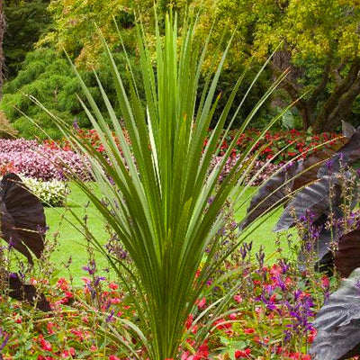 Cordyline indivisa - Blue Dracaena Palm - 1 Gallon