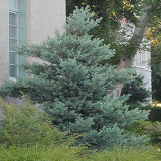 Podocarpus 'Icee Blue'® - Icee Blue Yellow-Wood - 10 Gallon – Roger's ...