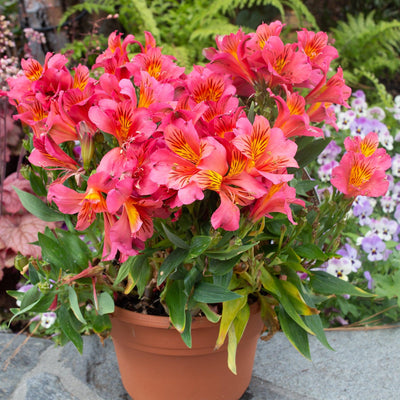 Alstromeria 'Eliana'® PPAF - Colorita Eliane Orange Peruvian Lily - 2 Gallon