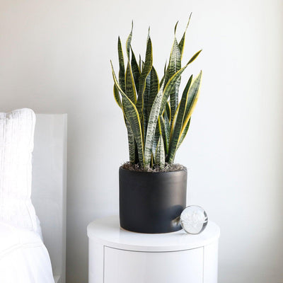 Sansevieria Laurentii Medium