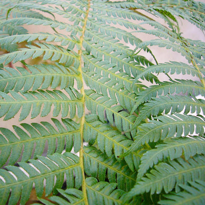 Alsophila australis - Australian Tree Fern - 5 Gallon