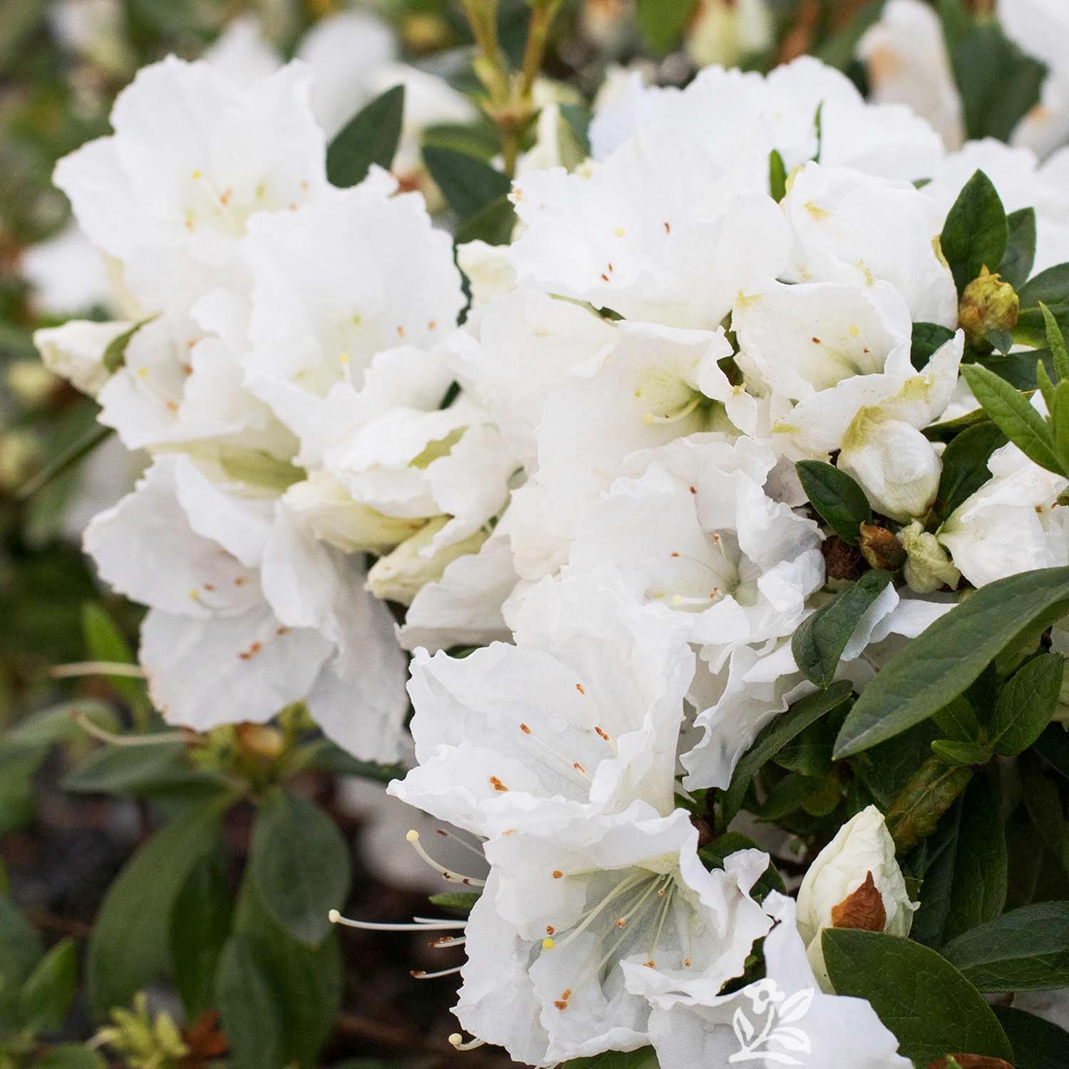 Flowering Evergreen Shrub - 2 Gal Alaska Azalea – Roger's Gardens