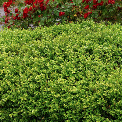 Buxus 'Green Beauty' - Green Tower Boxwood - 1 Gallon