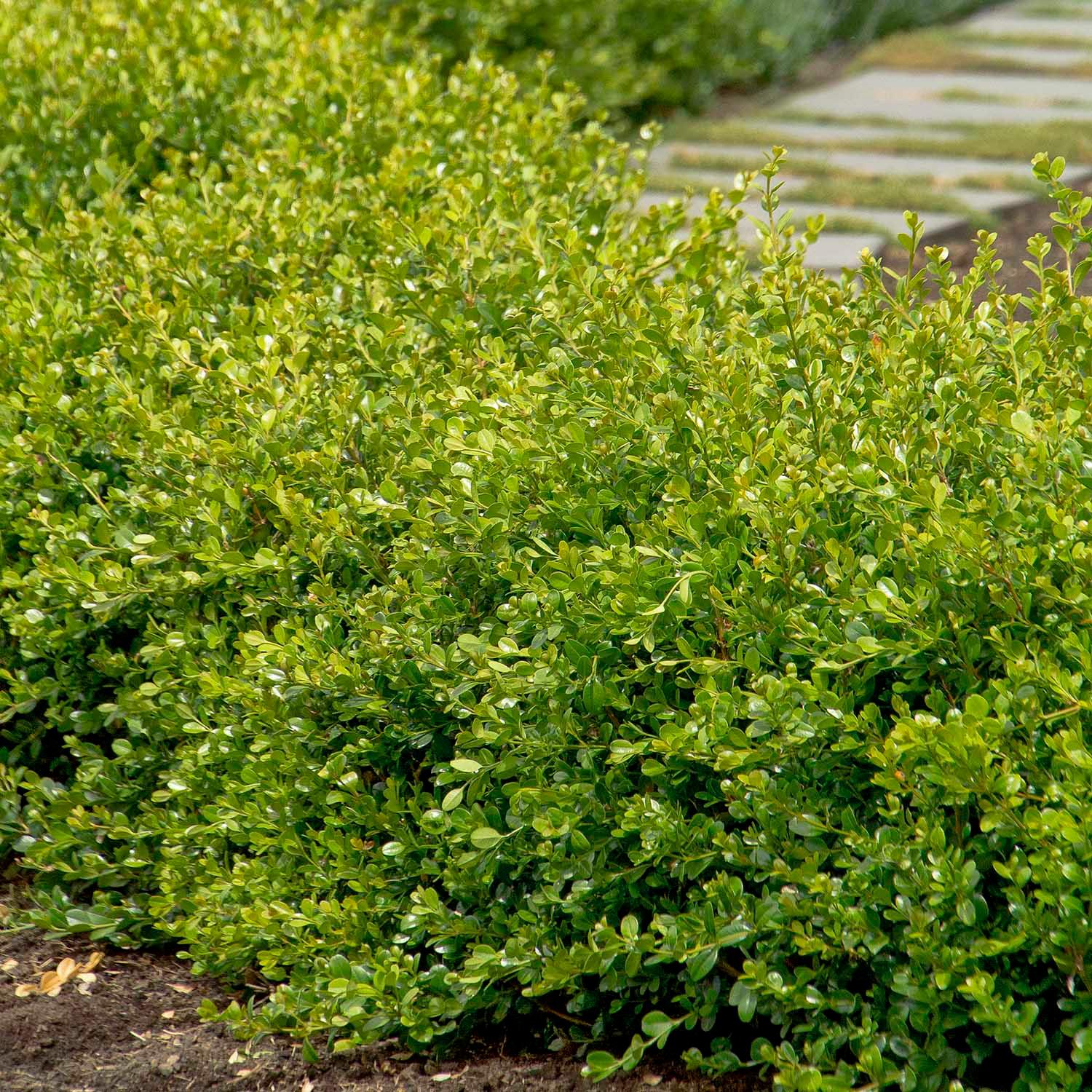 Buxus 'Winter Gem' - Winter Gem Boxwood - 5 Gallon – Roger's Gardens