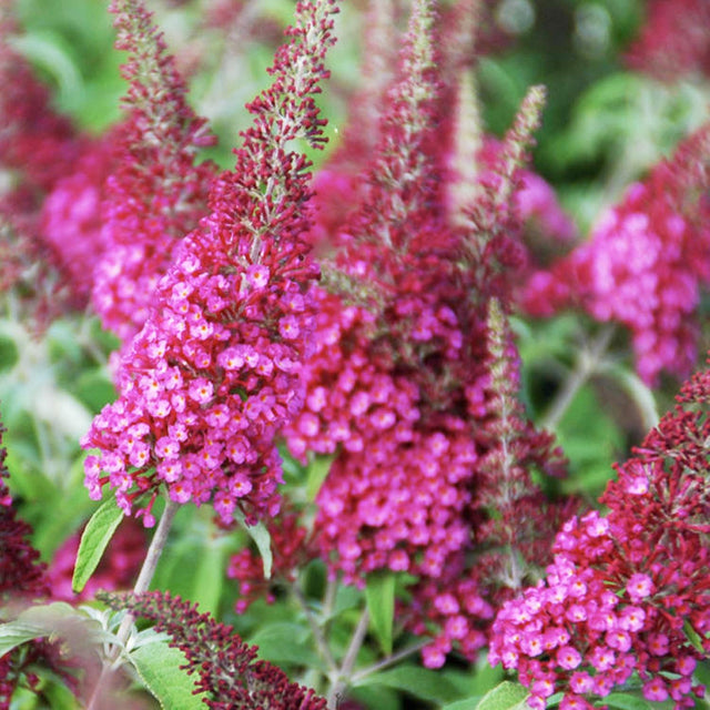 Buddleja 'Cranrazz' PP - Butterfly Bush - 2 Gallon – Roger's Gardens