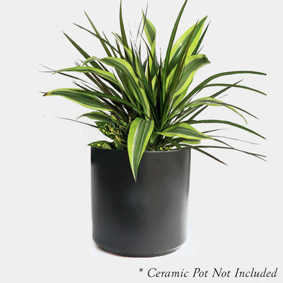 Dracaena Combo - 4" POT