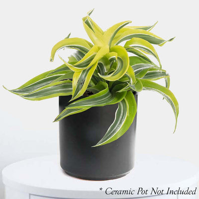 Dracaena 'Lemon Surprise' - 4" POT