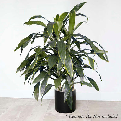 Dracaena 'Carmen' 10"