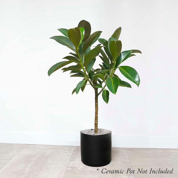 Ficus elastica 'Melany' - Rubber Tree (4.5 Pot)