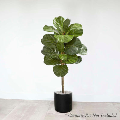 Ficus lyrata - Fiddleleaf Fig 4.5' - 12" POT