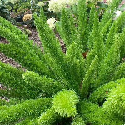 Asparagus densiflorus 'Myers' - Foxtail Fern - 1 Gallon