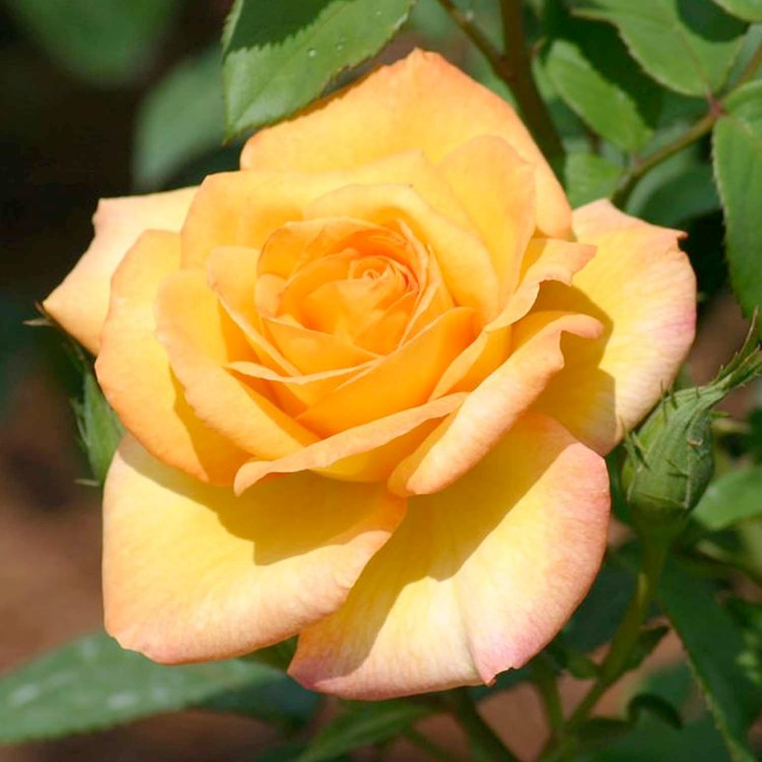 Hardy Fragrant Yellow Rose Bush - Gold Medal – Roger's Gardens