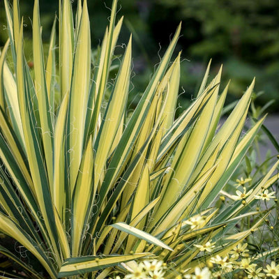 Yucca 'Golden Sword' - Golden Sword Yucca - 2 Gallon