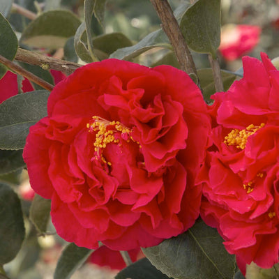 Camellia 'Kramer'S Supreme' - Kramer's Supreme Camellia - 15 Gallon