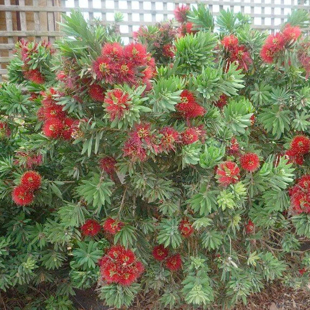 Callistemon 'Little John' - Little John Dwarf Bottlebrush - 2 Gallon ...