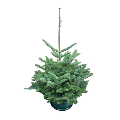 Premium Noble Fir 2-3 Ft