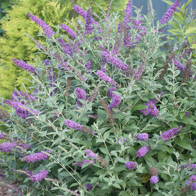 Buddleja 'Miss Violet' PP - Miss Violet Butterfly Bush - 5 Gallon