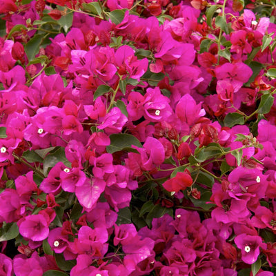 Bougainvillea 'Oo-La-La'® - Oo-La-La Bougainvillea - 2 Gallon