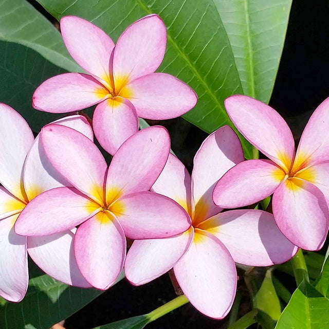 Plumeria 