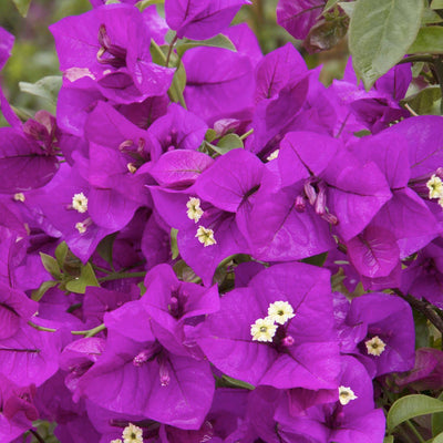 Bougainvillea 'Purple Queen'® - Purple Queen Bougainvillea - 2 Gallon