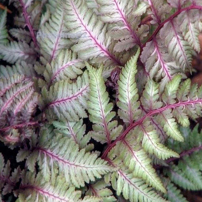 Athyrium 'Regal Red' - Regal Red Japanese Painted Fern - 1 Gallon