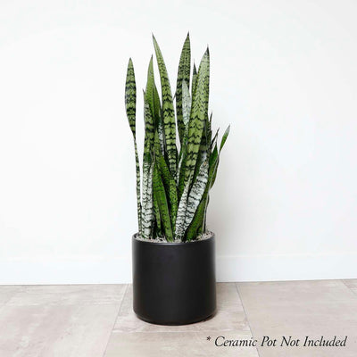 Snake Plant -Sansevieria zeylanica - 10in