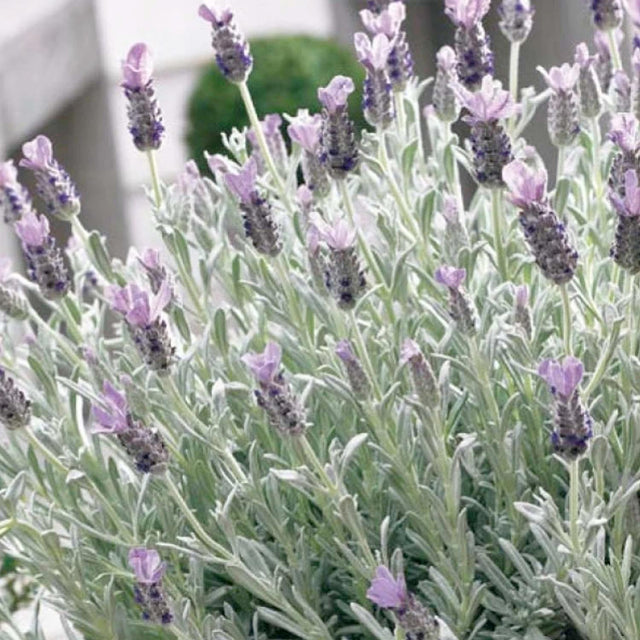 Lavandula s. 'Silver Anouk' PP - Silver Anouk Spanish Lavender - 1 ...