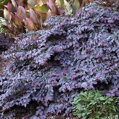 Loropetalum 'Sizzling Pink' - Sizzling Pink Fringe Flower - 5 Gallon