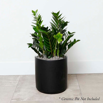 ZZ Plant - Zamioculcas - 10in